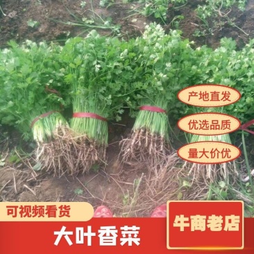 1.5元~2元精品香菜30厘米量大从优，合作共赢！