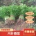 1.5元~2元精品香菜30厘米量大从优，合作共赢！