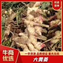 青州姜大丰收大黄泥姜3元大量上市，！价格稳定多多！