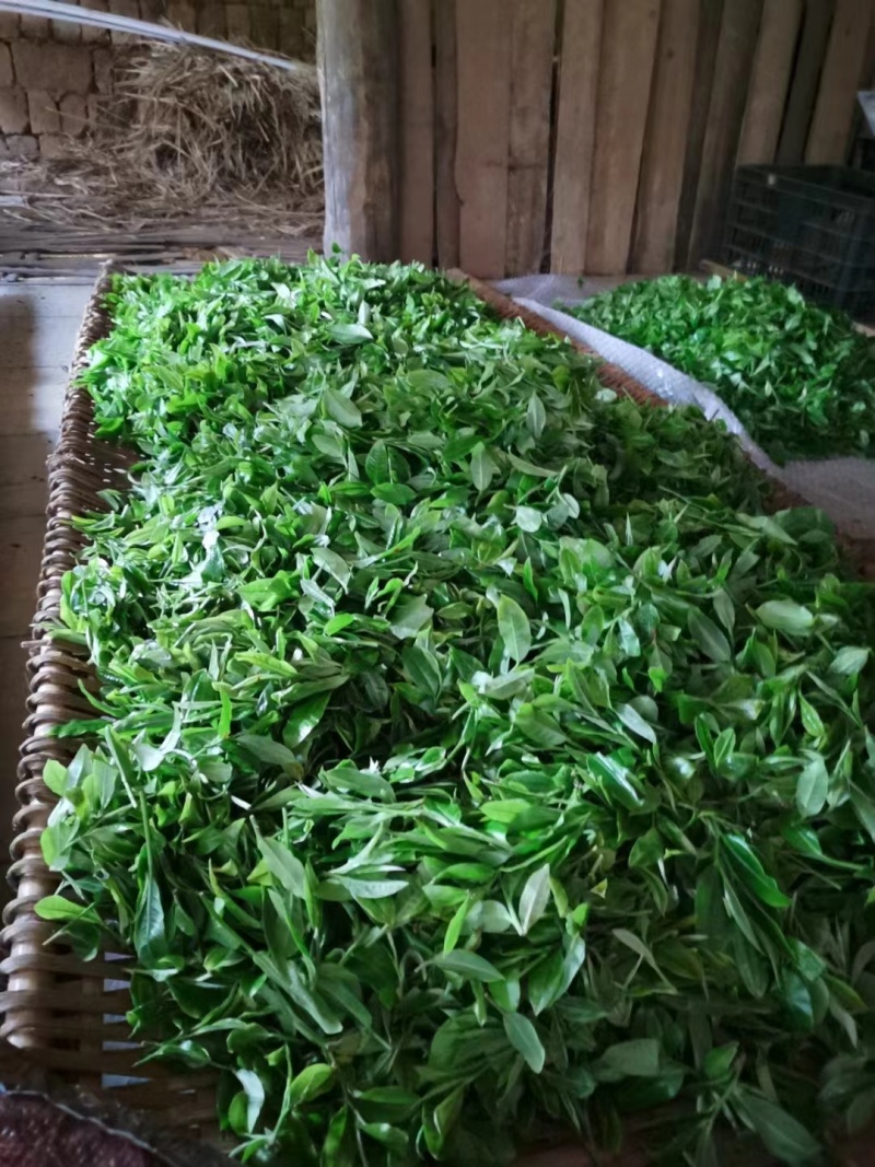 高黎贡山生态白茶（云雾茶）