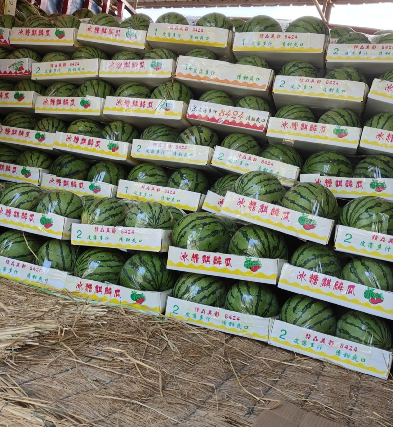美都西瓜上市，精品电商对接超市产地直发全国欢迎大家联系