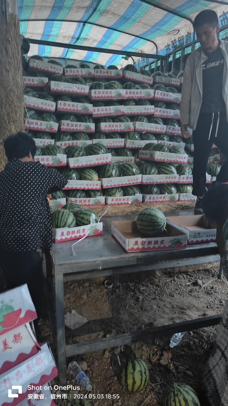 美都西瓜上市，精品电商对接超市产地直发全国欢迎大家联系