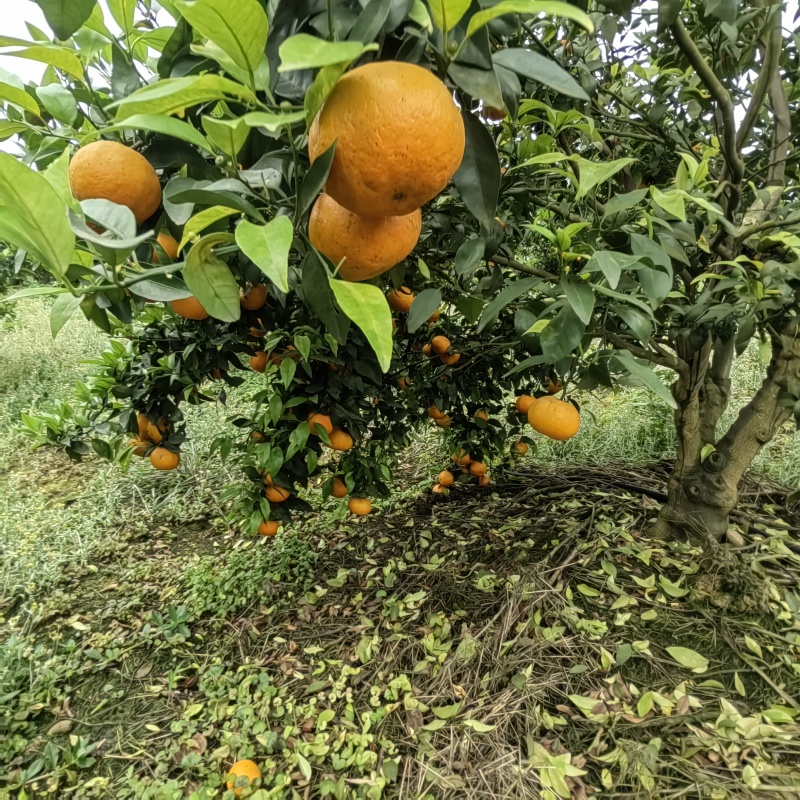 眉山沃柑，皮毛薄，纯甜，对接商超