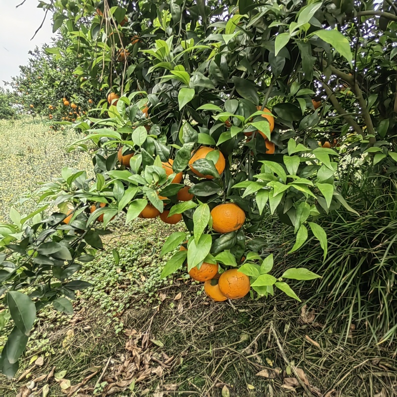 眉山沃柑，皮毛薄，纯甜，对接商超