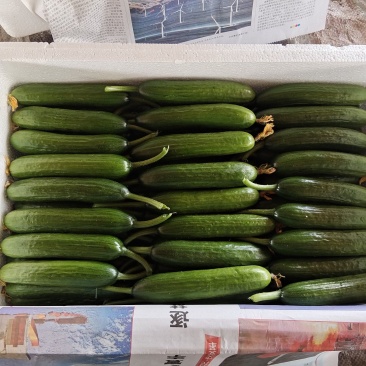 水果黄瓜泡沫箱加冰省内快递大巴48小时到货质量保证