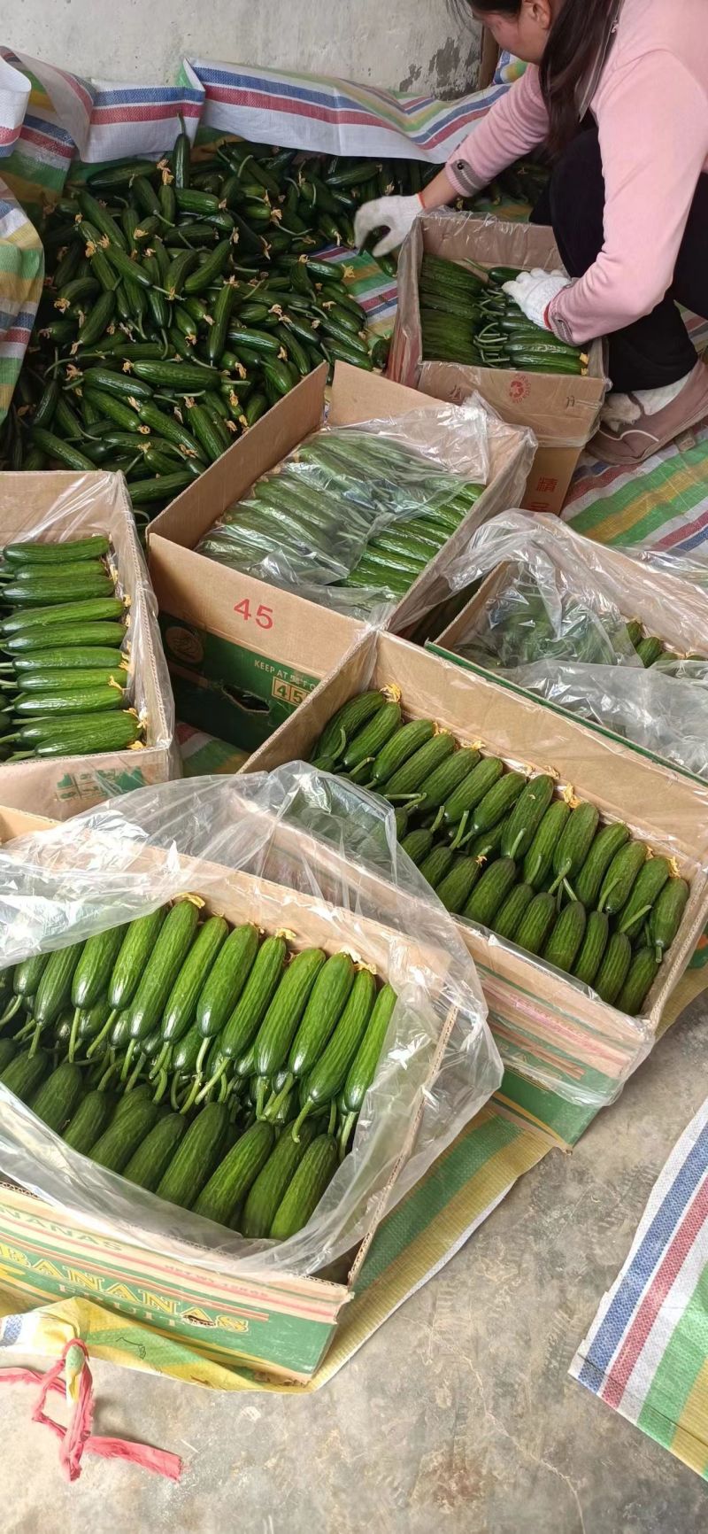 水果黄瓜泡沫箱加冰省内快递大巴48小时到货质量保证