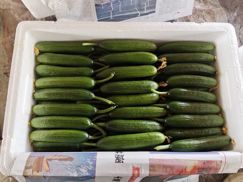 水果黄瓜泡沫箱加冰省内快递大巴48小时到货质量保证