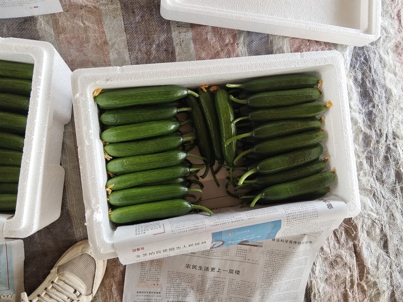 水果黄瓜泡沫箱加冰省内快递大巴48小时到货质量保证