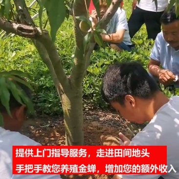 知了猴种苗金蝉幼苗爬叉猴人工养殖活体幼苗