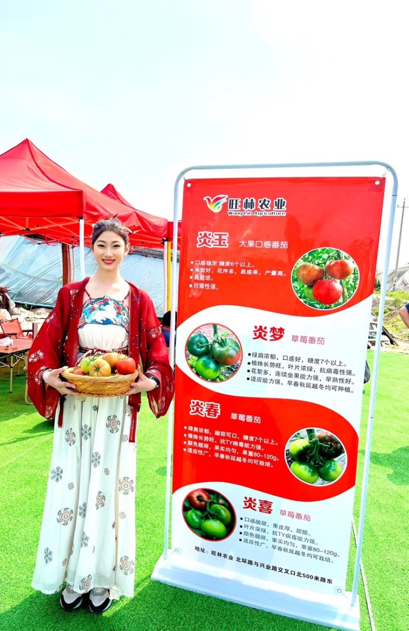 寿光炎春草莓番茄酸甜可口绿籽绿肩多心室耐裂