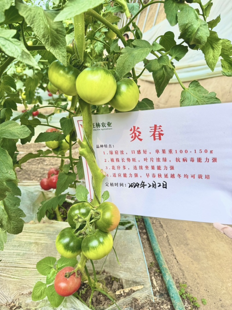 寿光炎春草莓番茄酸甜可口绿籽绿肩多心室耐裂