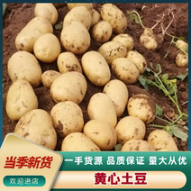 辽宁省绥中县实验1号土豆🥔大量上市中！全国发车