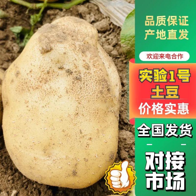 辽宁省绥中县实验1号土豆🥔大量上市中！全国发车