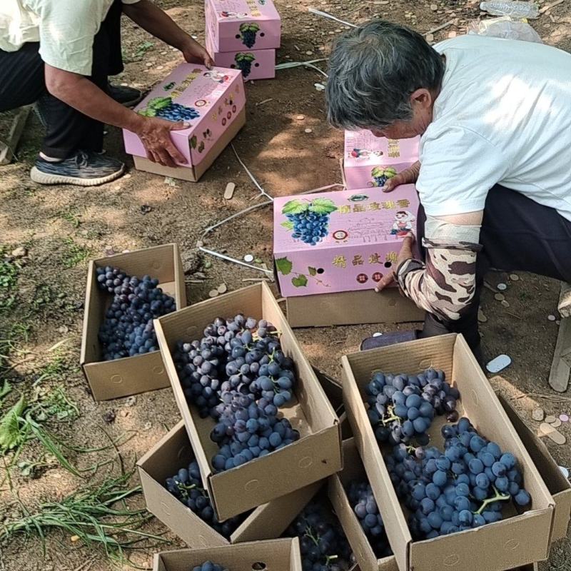 昌黎产地无籽玫瑰香葡萄优质团购电商货