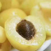 库车小白杏，人们常说的白色蜂蜜开始预售了，5月22日发货