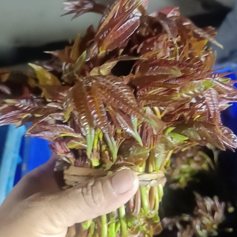 二茬香椿芽开始大量现货