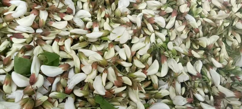 【洋槐花】河南许昌大量供应新鲜采摘量大从优欢迎咨询！