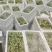 【洋槐花】河南许昌大量供应新鲜采摘量大从优欢迎咨询！