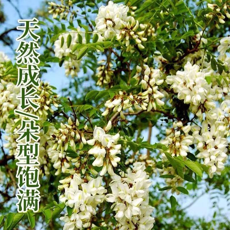 【洋槐花】河南许昌大量供应新鲜采摘量大从优欢迎咨询！