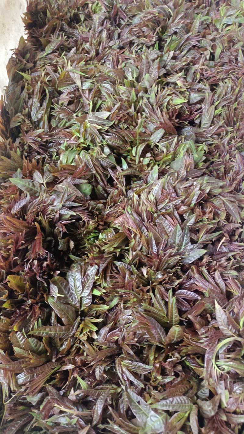 二茬香椿芽开始大量现货