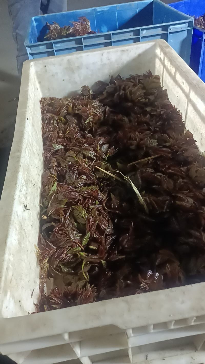 二茬香椿芽开始大量现货