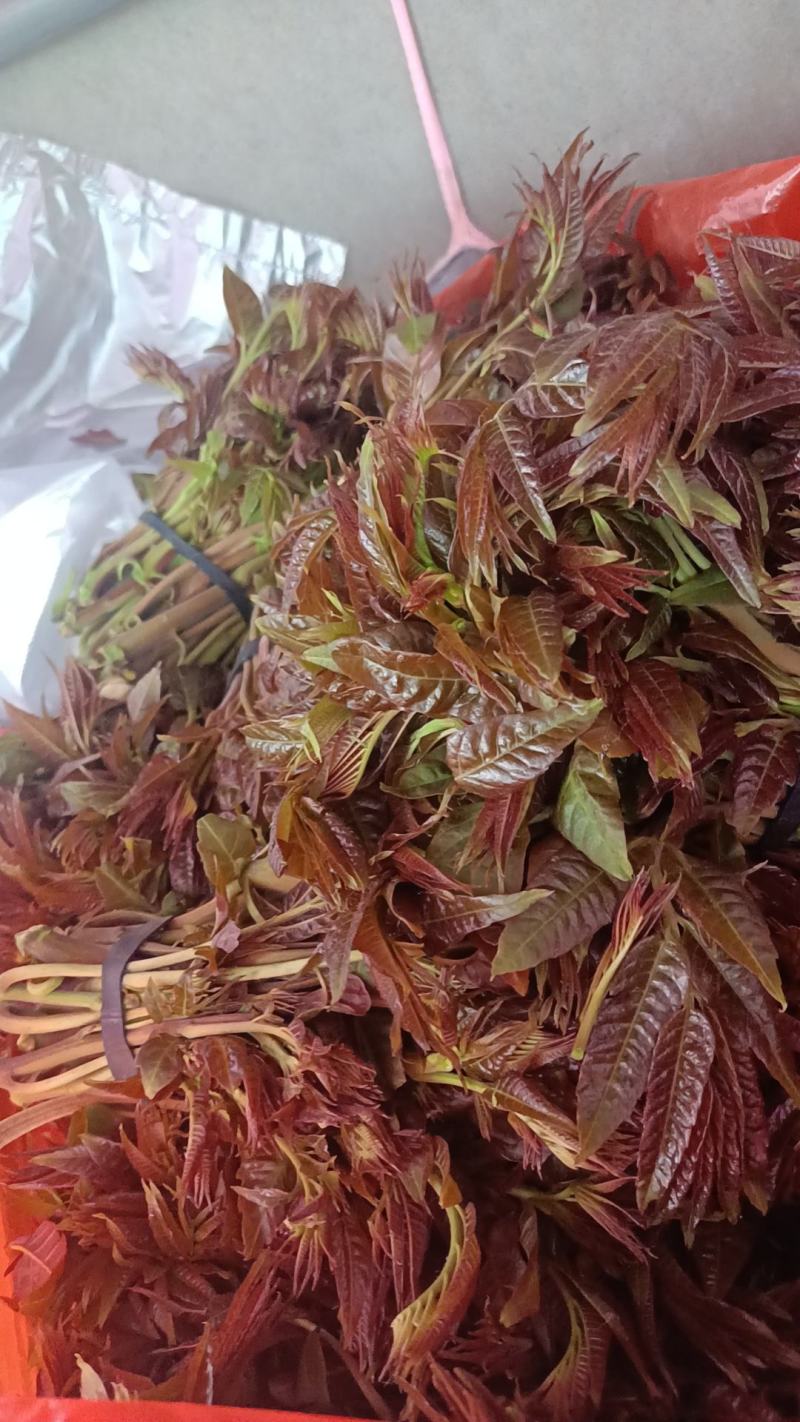 二茬香椿芽开始大量现货