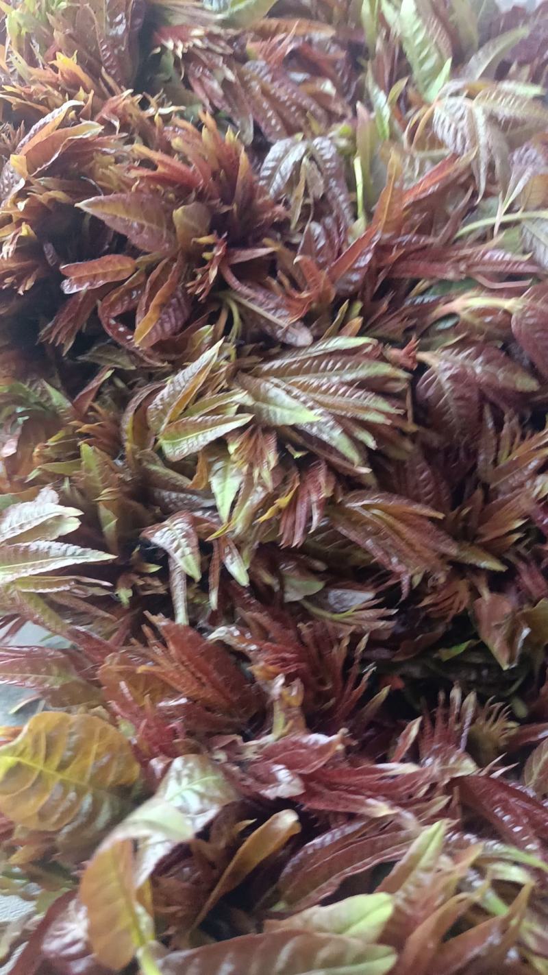 二茬香椿芽开始大量现货