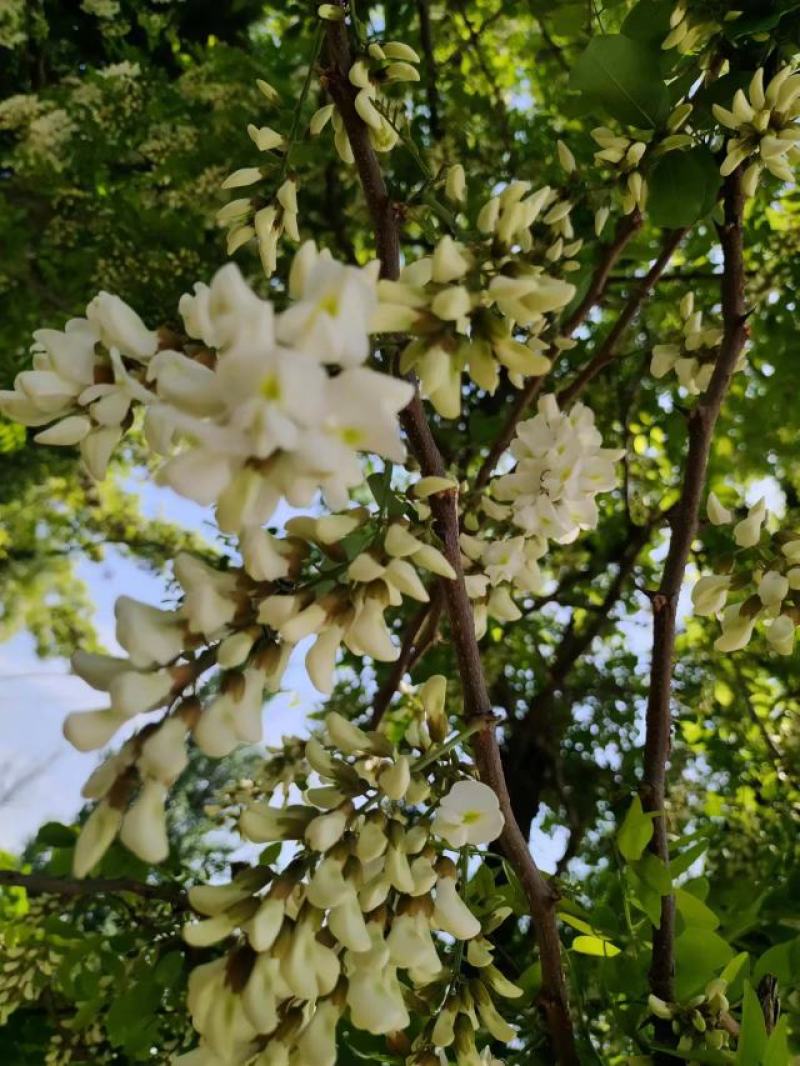 【洋槐花】河南许昌大量供应新鲜采摘量大从优欢迎咨询！