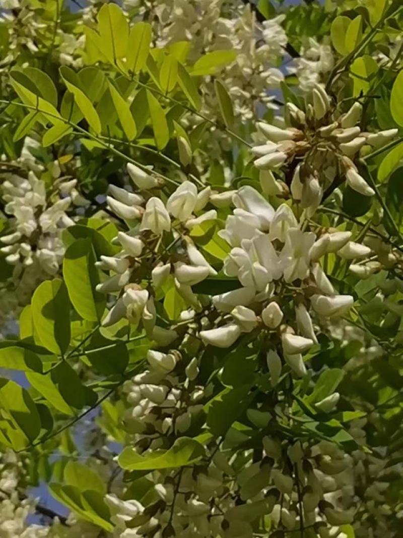 【洋槐花】河南许昌大量供应新鲜采摘量大从优欢迎咨询！