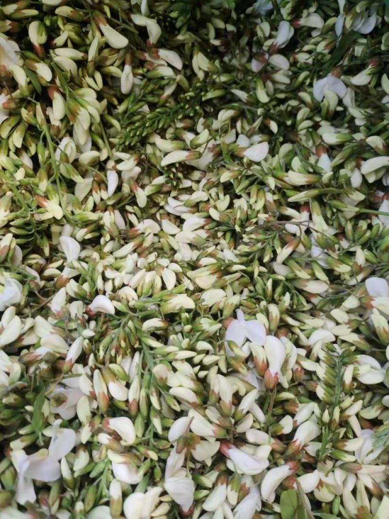 【洋槐花】河南许昌大量供应新鲜采摘量大从优欢迎咨询！