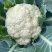 新鲜松花菜大量供应，河南产地直发，量大从优新鲜诚信经营