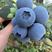 各种品种蓝莓，自家基地种植，现摘现发，欢迎大家前来选购。