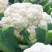 新鲜松花菜大量供应，河南产地直发，量大从优新鲜诚信经营