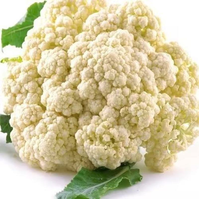 新鲜松花菜大量供应，河南产地直发，量大从优新鲜诚信经营