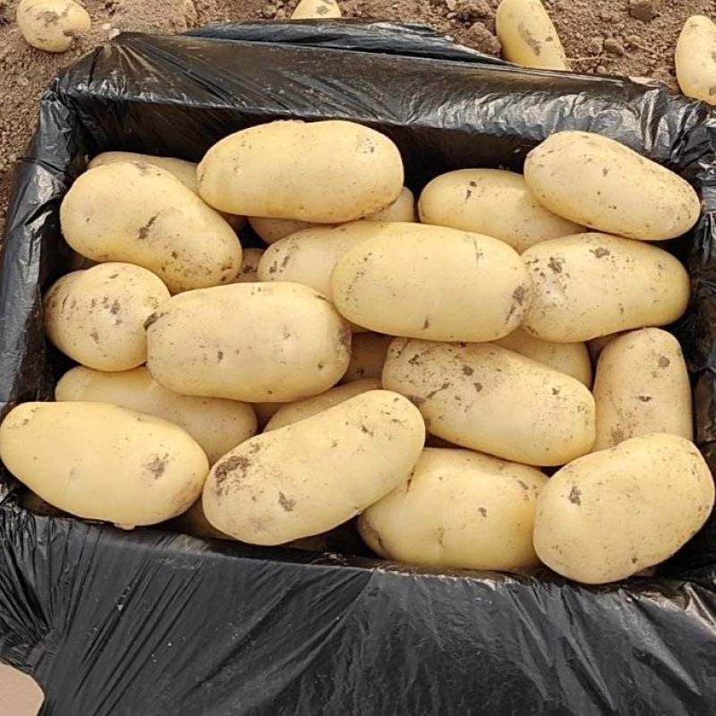滕州精品土豆大量现货，支持各种规格