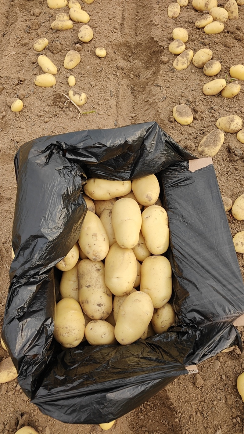 滕州精品土豆大量现货，支持各种规格