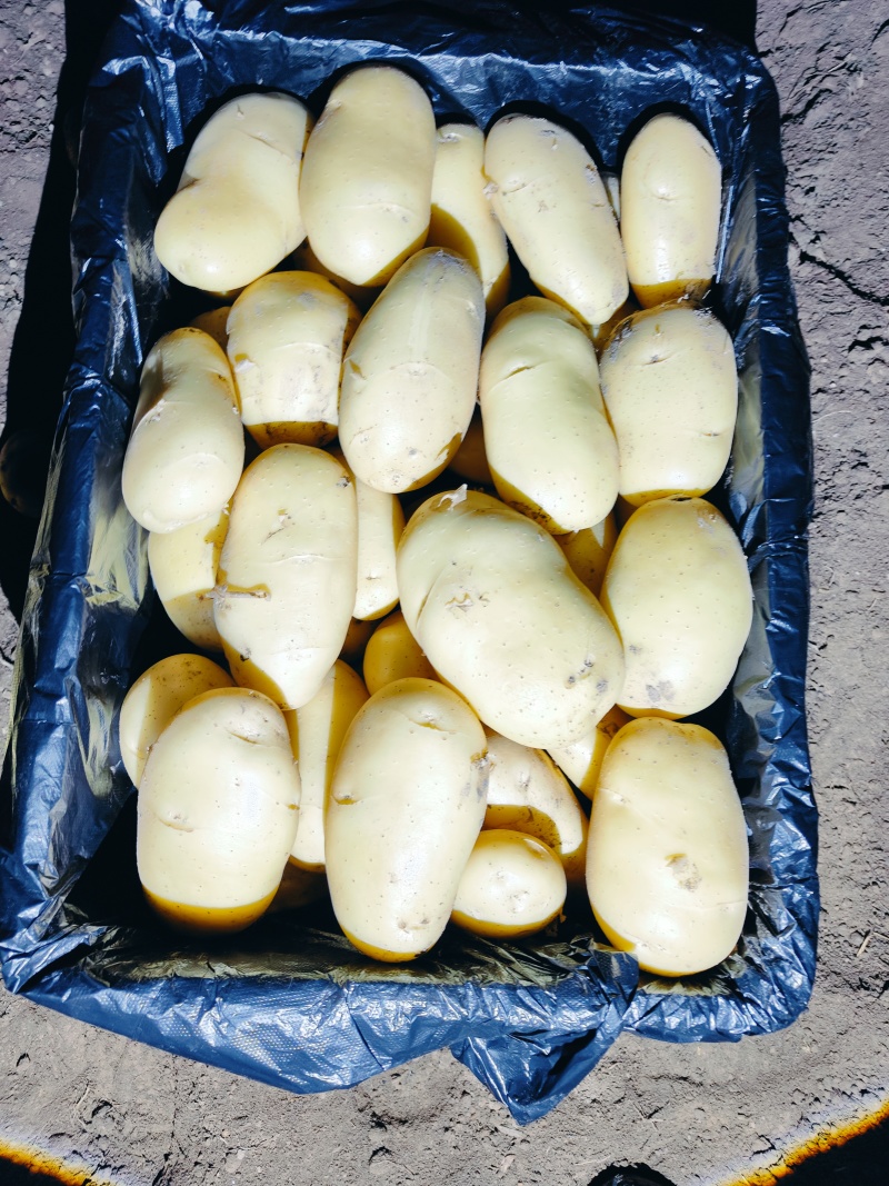 滕州精品土豆大量现货，支持各种规格