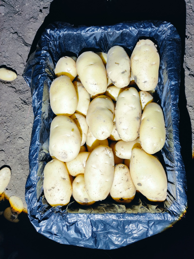 滕州精品土豆大量现货，支持各种规格