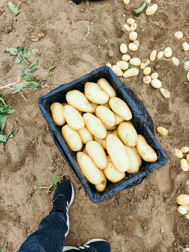 滕州精品土豆大量现货，支持各种规格