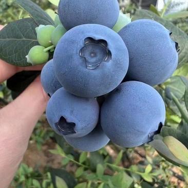 各种品种蓝莓，自家基地种植，现摘现发，欢迎大家前来选购。