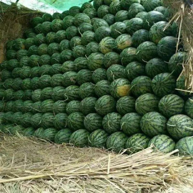 《热卖中》甜王西瓜大荔产地供甜度高口感好品质严控可视频