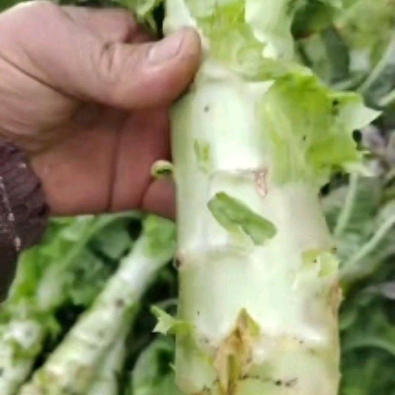 云南莴苣青皮莴笋质量保证，品种纯正，假一赔十