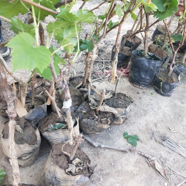茉莉香葡萄树苗精品果树苗品种，价格实惠质量保证