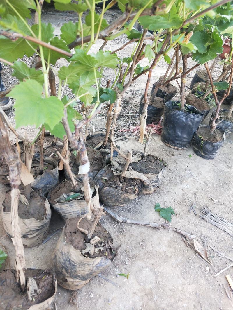 茉莉香葡萄树苗精品果树苗品种，价格实惠质量保证