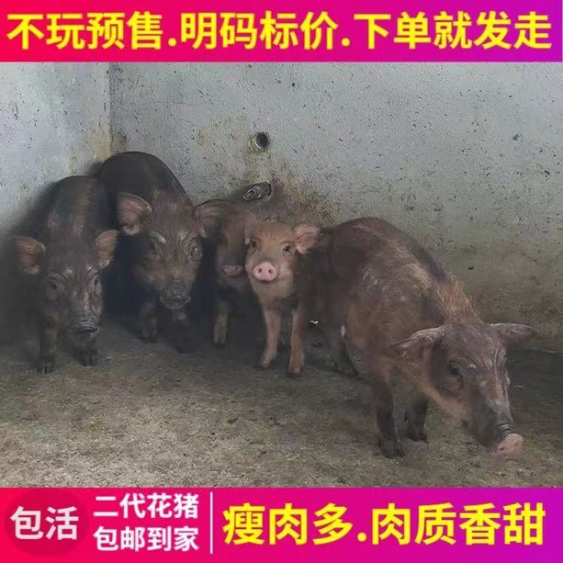 山猪野猪