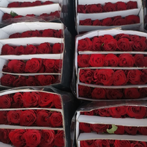 玫瑰花多色玫瑰花产地直供全国发货欢迎前来洽谈生意