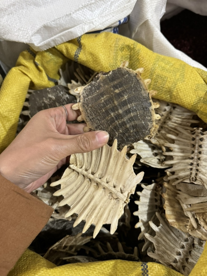 鳖甲生鳖甲保庆药业批发正品实拍甲鱼壳