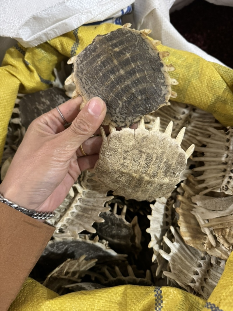 鳖甲生鳖甲保庆药业批发正品实拍甲鱼壳