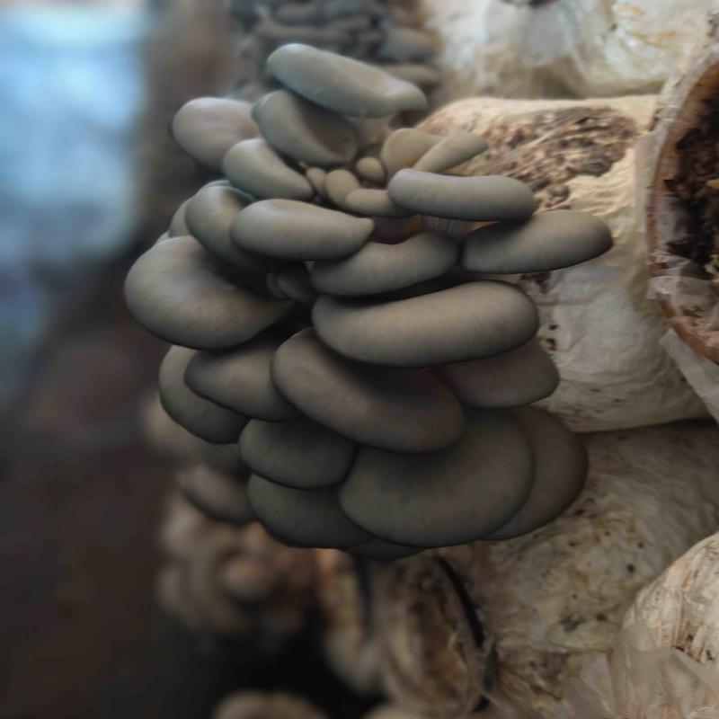 黑平菇鲜平菇新鲜上市，自家种植大量供应，产地直发