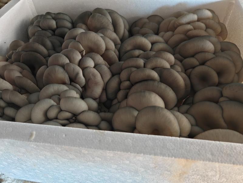 黑平菇鲜平菇新鲜上市，自家种植大量供应，产地直发